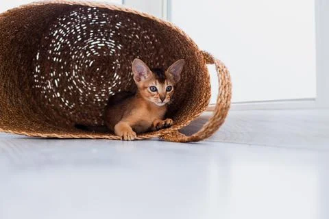 Studio shot of small cute abyssinian kitten playing in the basket at home, .. Stock Photos