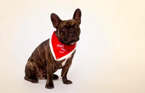 Studio shot of small dog on a white background Stock Photos