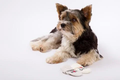 Studio shot of small dog on a white background Stock Photos