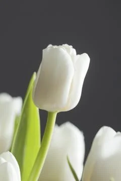 Studio shot of spring white colored bouquet of tulips with white background Fotos de archivo