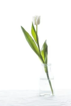 Studio shot of spring white colored tulip in the bottle isolated on white b.. Stock Photos