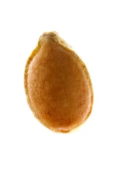 Studio shot of Squash Seed on white background 스톡 사진