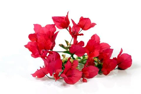 Studio Shot Stem of Dark Pink Bougainvillea Flowers Stock Photos