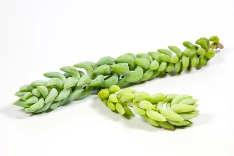 Studio shot stems of succulent donkeytail plant Stock Photos