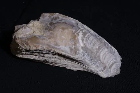Studio shot of a stone on dark background 스톡 사진