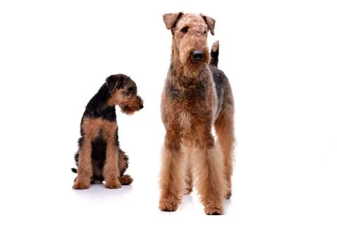 Studio shot of two adorable Airedale terrier Stock Photos