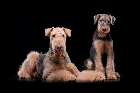 Studio shot of two adorable Airedale terrier Stock Photos