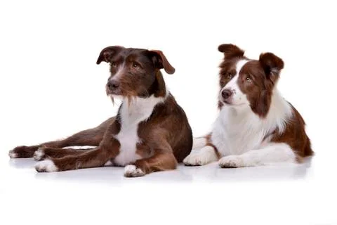 Studio shot of two adorable Border Collie Stock Photos