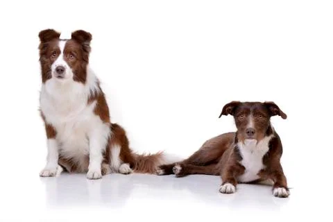 Studio shot of two adorable Border Collie Stock Photos