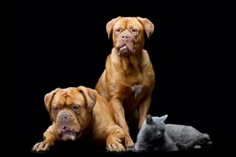 Studio shot of two adorable Dogue de Bordeaux and a domestic cat Stock Photos