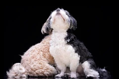 Studio shot of two adorable Havanese dog Stock Photos