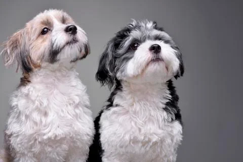 Studio shot of two adorable Havanese dog Stock Photos