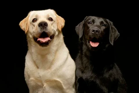 Studio shot of two adorable Labrador retriever Stock Photos