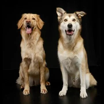 Studio shot of two adorable mixed breed dog Stock Photos
