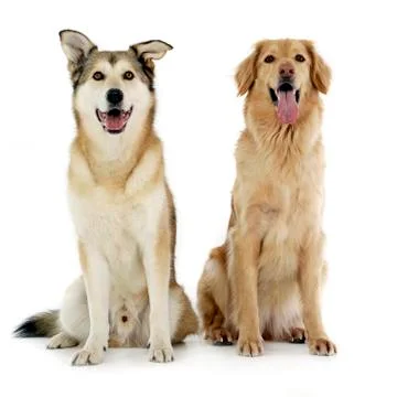 Studio shot of two adorable mixed breed dog Stock Photos