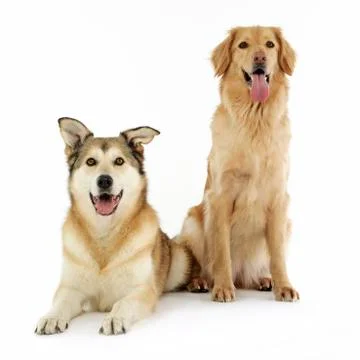 Studio shot of two adorable mixed breed dog Stock Photos