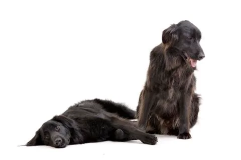 Studio shot of two adorable mixed breed dog Stock Photos
