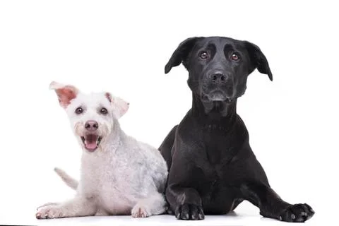 Studio shot of two adorable mixed breed dog Stock Photos