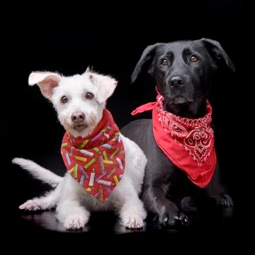 Studio shot of two adorable mixed breed dog Stock Photos