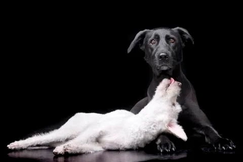 Studio shot of two adorable mixed breed dog Stock Photos