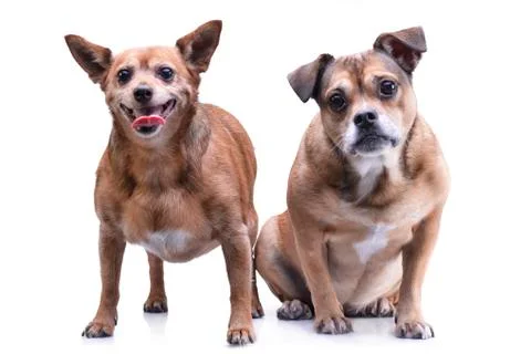 Studio shot of two adorable mixed breed dog Stock Photos