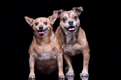 Studio shot of two adorable mixed breed dog Stock Photos