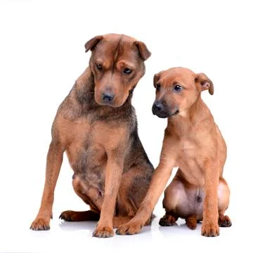 Studio shot of two adorable mixed breed dog Stock Photos
