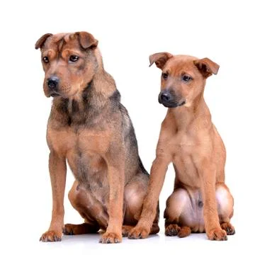 Studio shot of two adorable mixed breed dog Stock Photos