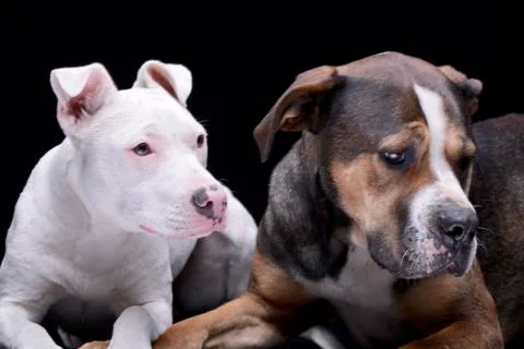Studio shot of two adorable mixed breed dog Stock Photos