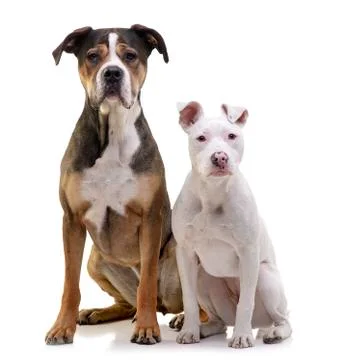 Studio shot of two adorable mixed breed dog Stock Photos