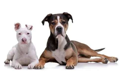 Studio shot of two adorable mixed breed dog Stock Photos