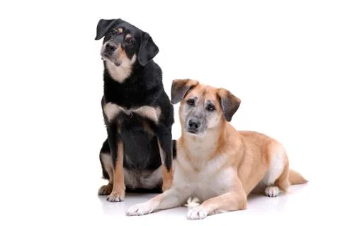 Studio shot of two adorable mixed breed dog Stock Photos