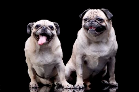 Studio shot of two adorable Mops (or Pug) Stock Photos