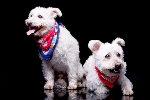 Studio shot of two adorable Poodle Stock Photos