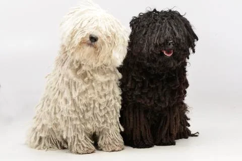 Studio shot of two adorable Puli Stock Photos