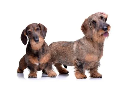 Studio shot of two adorable wire haired dachshund Stock Photos