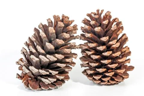 Studio Shot  of Two Old Upright  Pine Cones Stock Photos