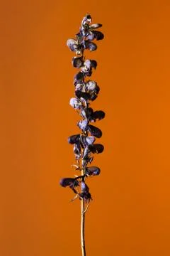 Studio shot of a withered flower Stock Photos