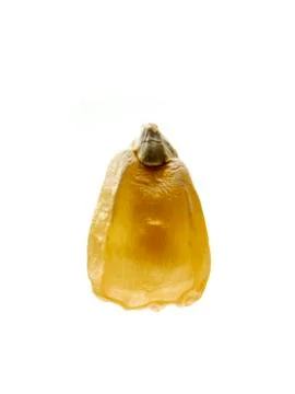 Studio shot of Yellow Corn Seed on white background 스톡 사진