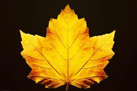 Studio shot of yellow maple leaf against black background Foto stock