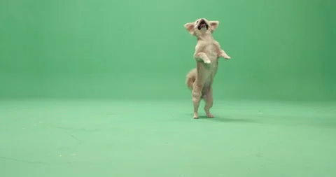 Studio, slow motion, green screen, a cute lap dog rears up, London, UK Stock Footage 140520663