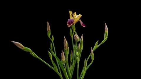 Studio timelapse footage of a yellow and purple bearded iris bouquet in full... Stock Footage 342732219