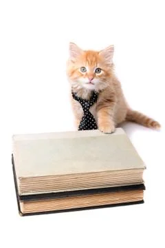Studious orange kitten Foto stock