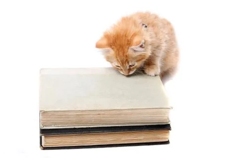 Studious orange kitten Stock Photos