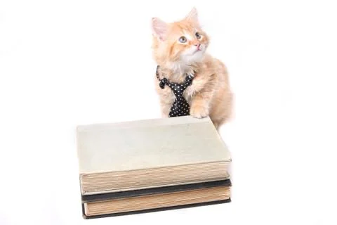 Studious orange kitten Stock Photos