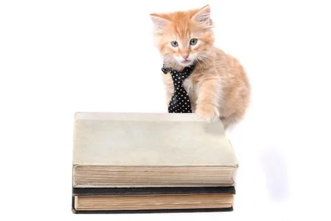 Studious orange kitten Stock Photos