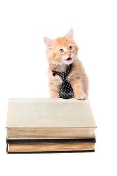 Studious orange kitten with tie Foto stock