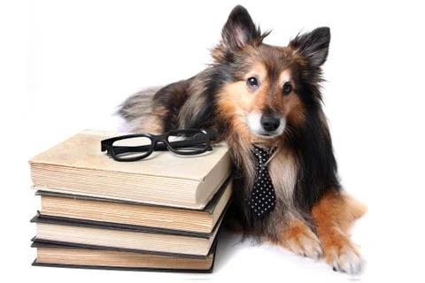 Studious Sheltie Stock Photos