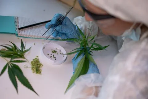 The Study and Analysis of Cannabis in a Controlled and Regulated Research Stock Photos