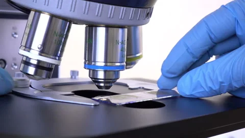 Study of bacteria. Stock Footage 88199807